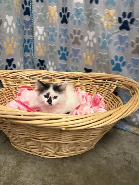 LILAC, Baby Domestic Short Hair (medium coat), cat for adoption in Friendswood, Texas