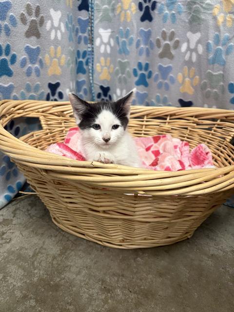 LOUIE, Baby Domestic Short Hair (medium coat), cat for adoption in Friendswood, Texas