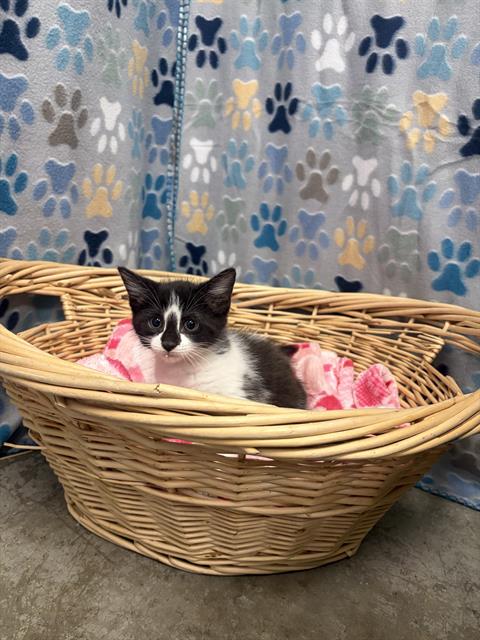 LAUREN, Baby Domestic Short Hair (medium coat), cat for adoption in Friendswood, Texas