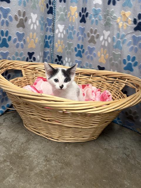LOLO, Baby Domestic Short Hair (medium coat), cat for adoption in Friendswood, Texas