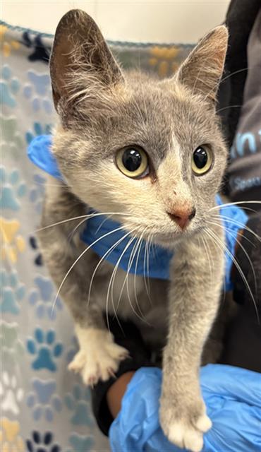 A053167, Adult Domestic Short Hair (medium coat), cat for adoption in Friendswood, Texas