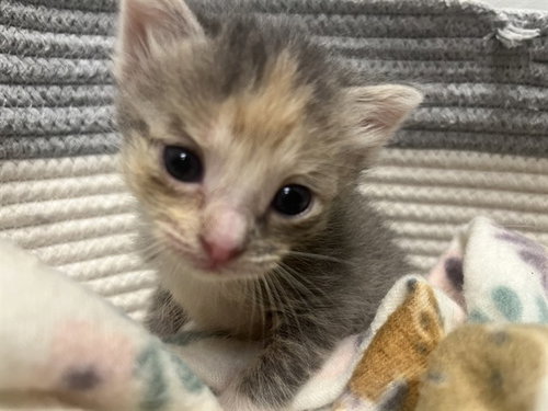 TAILGATE, Baby Domestic Short Hair (medium coat), cat for adoption in Friendswood, Texas
