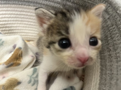 STARSCREAM, Baby Domestic Short Hair (medium coat), cat for adoption in Friendswood, Texas