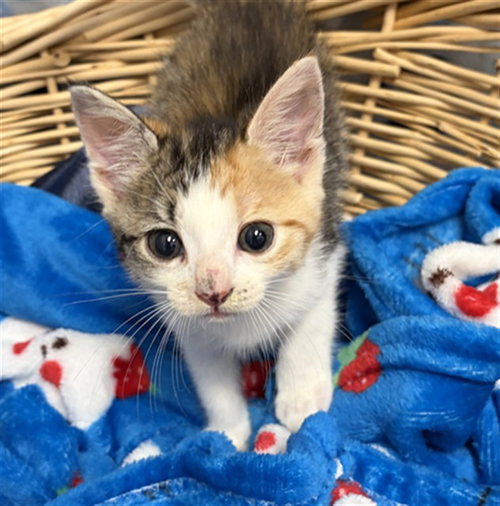 STARSCREAM, Baby Domestic Short Hair (medium coat), cat for adoption in League City, Texas
