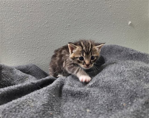 PRIYA, Baby Domestic Short Hair (medium coat), cat for adoption in Friendswood, Texas