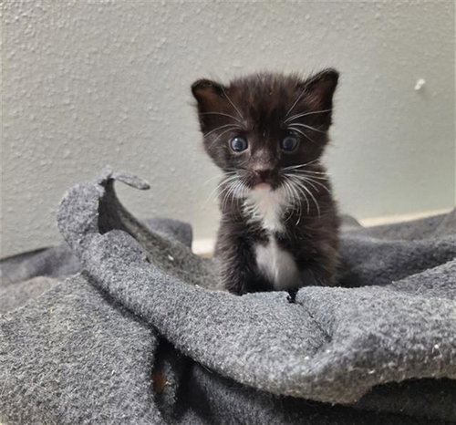 PATTI, Baby Domestic Short Hair (medium coat), cat for adoption in Friendswood, Texas