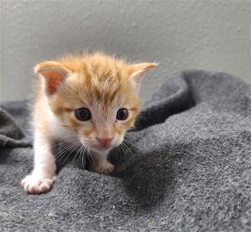 PETER, Baby Domestic Short Hair (medium coat), cat for adoption in Friendswood, Texas