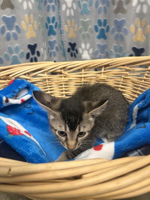 ROMEO, Baby Domestic Short Hair (medium coat), cat for adoption in Friendswood, Texas