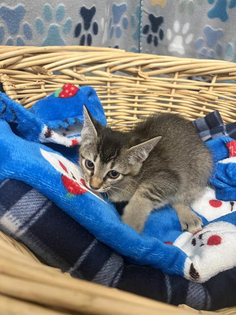 MINNIE, Baby Domestic Short Hair (medium coat), cat for adoption in Friendswood, Texas
