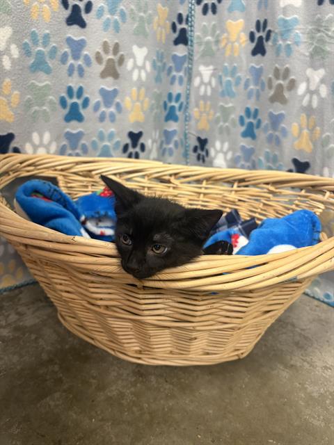 TODD, Baby Domestic Short Hair (medium coat), cat for adoption in Friendswood, Texas