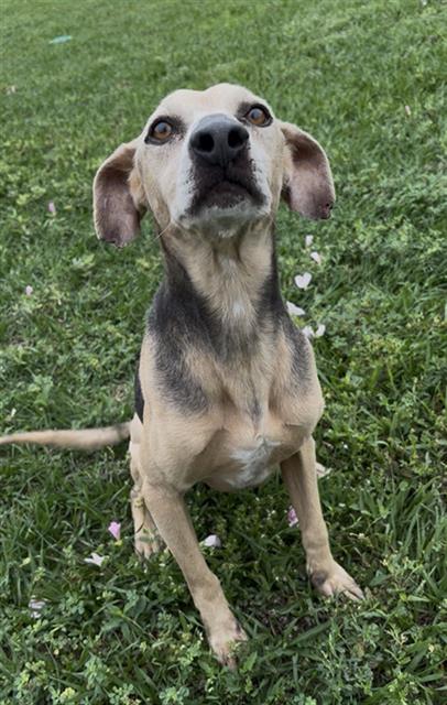 COOPER, an adoptable Beagle in Rosenberg, TX