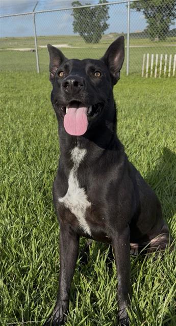 OBSIDIAN - Labrador Retriever available for adoption