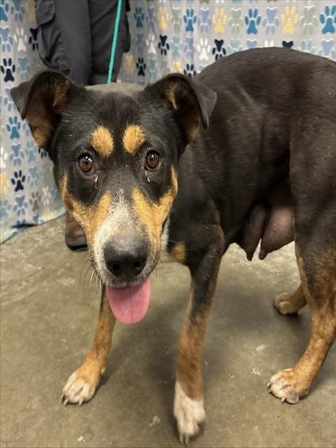 FRIDA, an adoptable Australian Kelpie in Rosenberg, TX