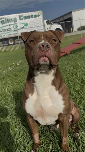Seymore - Pit Bull Terrier