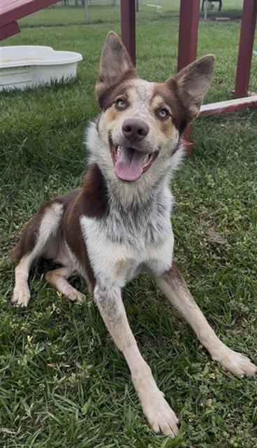 CHOP SUEY, an adoptable Australian Shepherd in Rosenberg, TX
