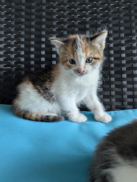 ZOEY, Baby Domestic Short Hair (medium coat), cat for adoption in League City, Texas