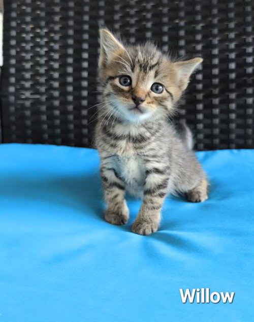 WILLOW, Baby Domestic Short Hair (medium coat), cat for adoption in Rosenberg, Texas