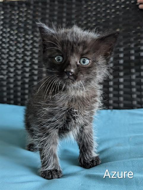 AZURE, Baby Domestic Short Hair (medium coat), cat for adoption in League City, Texas