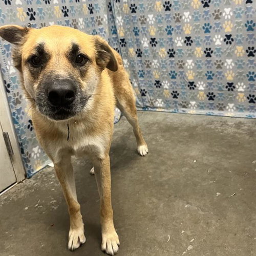 BOLDER, an adoptable German Shepherd Dog in Rosenberg, TX