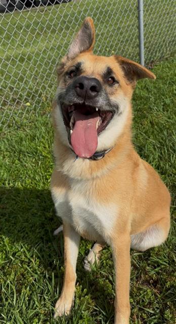 BOLDER, an adoptable German Shepherd Dog in Rosenberg, TX
