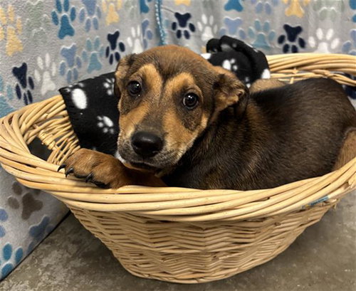 DARLING, an adoptable Labrador Retriever in Rosenberg, TX