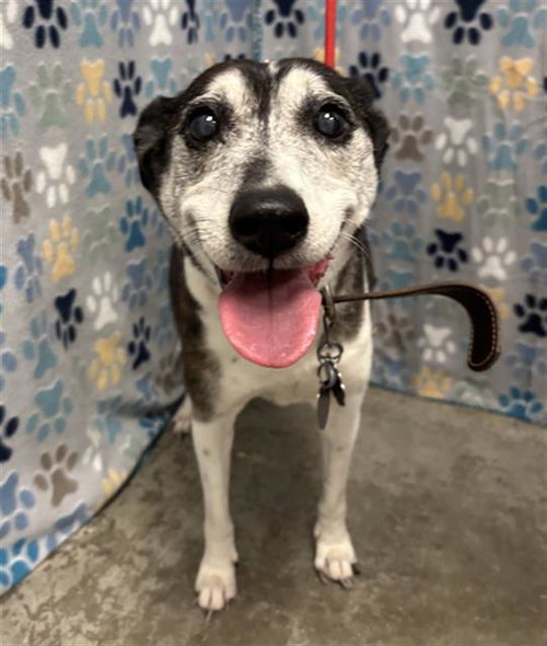 LITTLE BIT, an adoptable Jack Russell Terrier in Rosenberg, TX