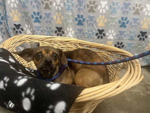 PAISLEY MAE, an adoptable Chihuahua in Rosenberg, TX