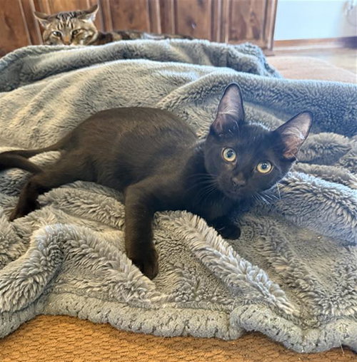MONTY, Baby Domestic Short Hair (medium coat), cat for adoption in Rosenberg, Texas