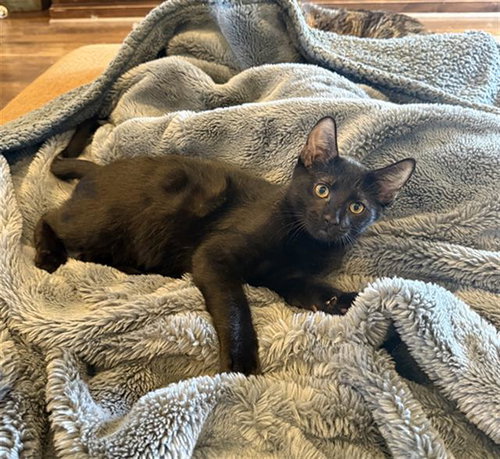 MYSTIC, Baby Domestic Short Hair (medium coat), cat for adoption in Rosenberg, Texas