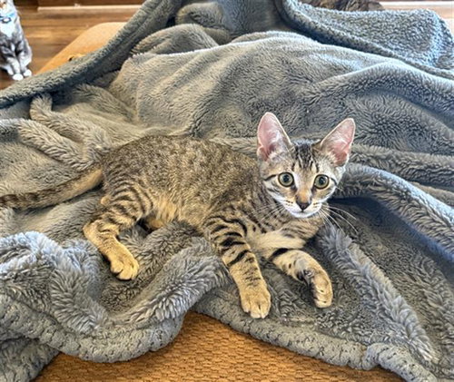 MILO, Baby Domestic Short Hair (medium coat), cat for adoption in Rosenberg, Texas