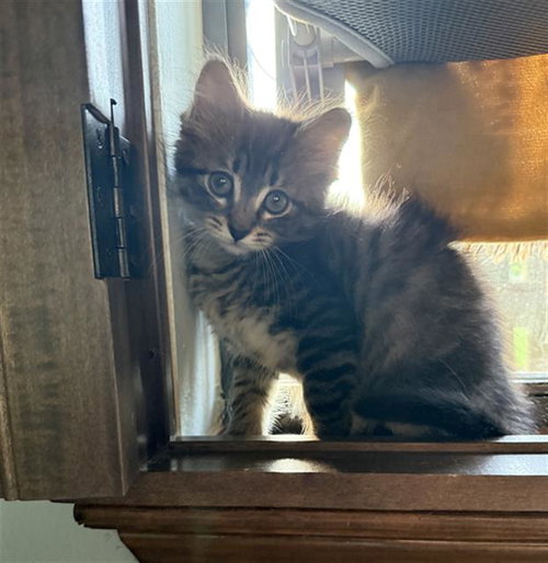 MOCHI, Baby Domestic Short Hair (medium coat), cat for adoption in Rosenberg, Texas