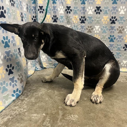 KORY, an adoptable German Shepherd Dog in Rosenberg, TX