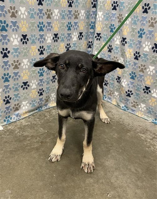KORY, an adoptable German Shepherd Dog in Rosenberg, TX