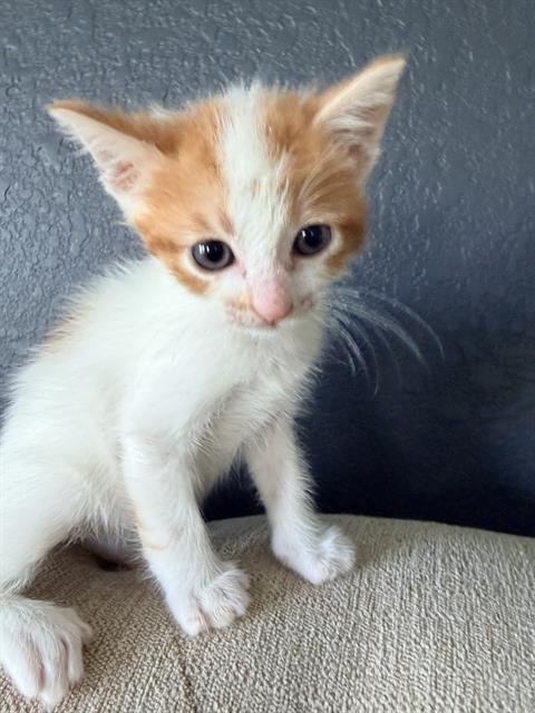 JASPER