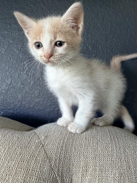 CHARLESTON, an adoptable Domestic Short Hair in Rosenberg, TX