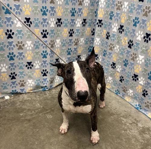 CHICA, an adoptable Bull Terrier in Rosenberg, TX