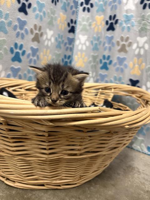 LEILA, an adoptable Domestic Medium Hair in Rosenberg, TX