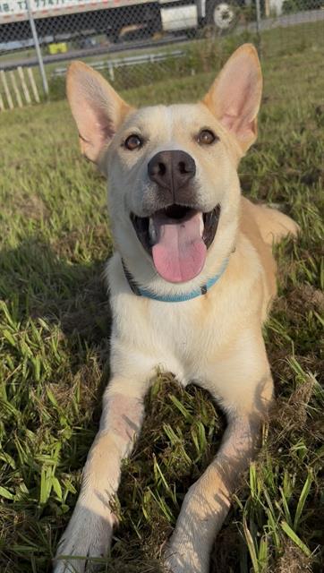 COBB, an adoptable Labrador Retriever in Rosenberg, TX