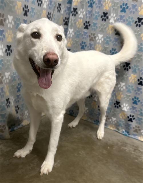 ROCKY, an adoptable German Shepherd Dog in Rosenberg, TX