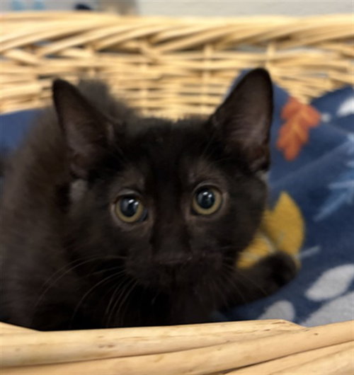 ROWAN, an adoptable Domestic Short Hair in Rosenberg, TX