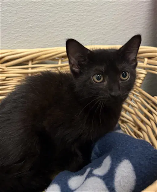 Daphne - Domestic Short Hair