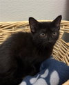 DAPHNE - Photo 1