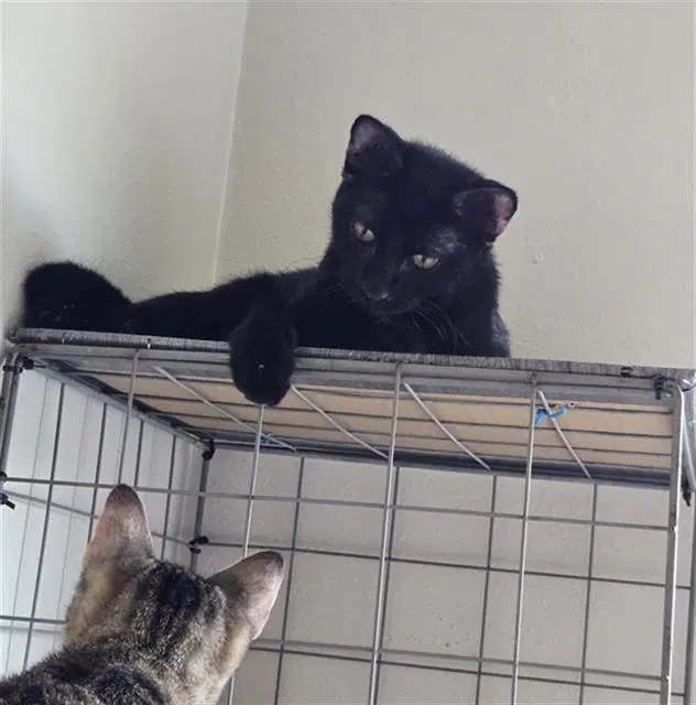 Daphne - Domestic Short Hair