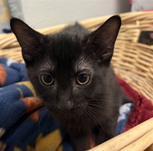 SCOOBERT, an adoptable Domestic Short Hair in Rosenberg, TX