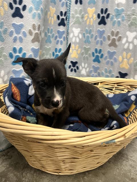 JAMES, an adoptable Chihuahua in Rosenberg, TX
