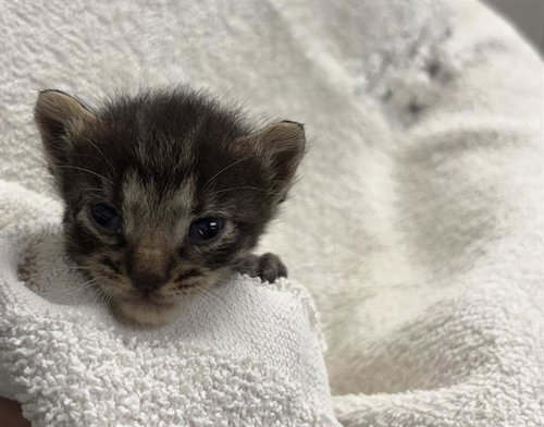 DOODLE, an adoptable Domestic Short Hair in Rosenberg, TX