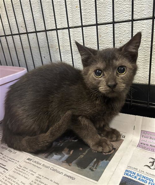 PATRICK, a cat for adoption from Fort Bend County Animal Services