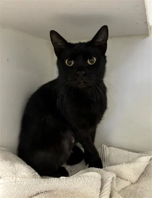 Winnie - Domestic Short Hair