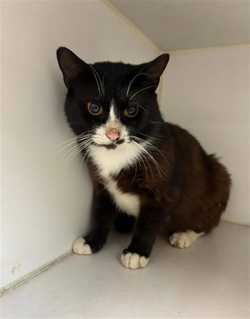 CONNOR - Domestic Short Hair available for adoption