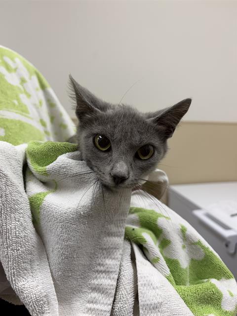 PIPER, an adoptable Domestic Short Hair in Rosenberg, TX